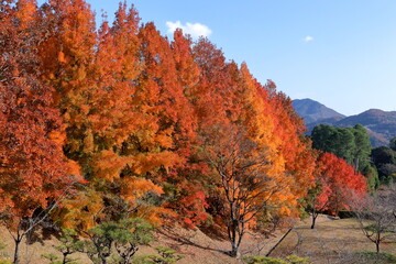 針木浄水場　色づくタイワンフウ　紅葉　（高知県　高知市）