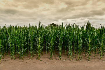 Cornfield in Buenos Aires Province, Argentina