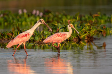 Roseate Spoonbill pair, Pantanal