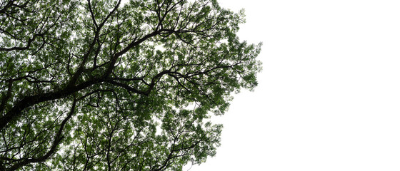 bottom view of giant rain tree
