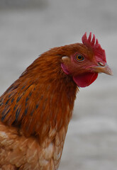 Close up head and neck of a hen, Chicken Head Close-Up