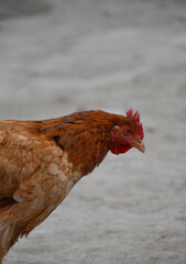 Close up head and neck of a hen, Chicken Head Close-Up