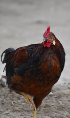 A close-up of a rooster's head and neck