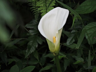 La sencillez de la vida.