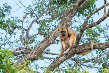 Fototapeta na wymiar Black-and-Golden Howler Monkey Immature, Pantanal
