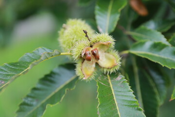 A lovely chestnut