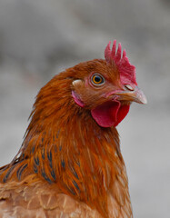 Close up head and neck of a hen, Chicken Head Close-Up