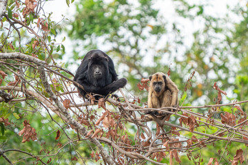 Black-and-Golden Howler Monkeys, Pantanal