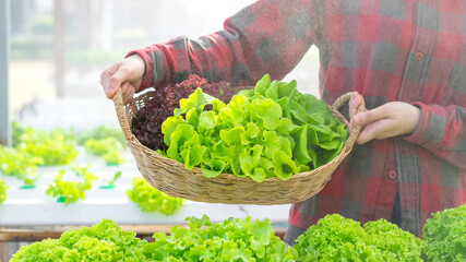 Close up hand farmer woman holding lettuce in hydroponic greenhouse.