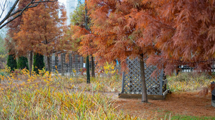 Fototapeta na wymiar Autumn leaves in the park