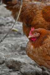 Close up head and neck of a hen, Chicken Head Close-Up
