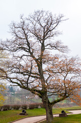 Park area in a small town - Bauska