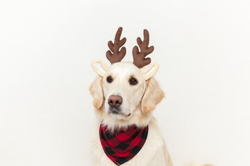 dog in a christmas bandana with antlers on a white background close up