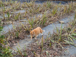 たくましく生きる野良猫