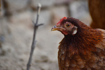 Close up head and neck of a hen, Chicken Head Close-Up