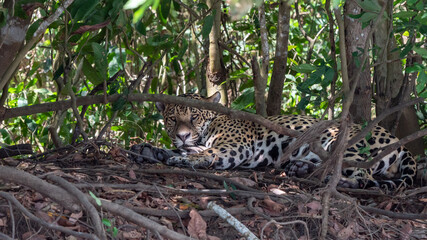 Jaguar sleeping, Pantanal