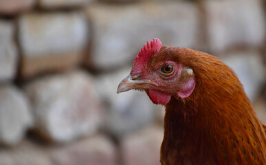 Close up head and neck of a hen, Chicken Head Close-Up