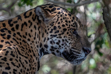 Jaguar Head Close Up, Pantanal