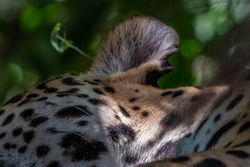 Naklejka na ściany i meble Jaguar Ear Close Up, Pantanal