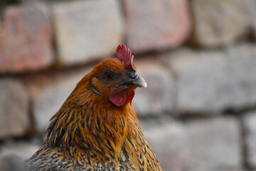Close up head and neck of a hen, Chicken Head Close-Up