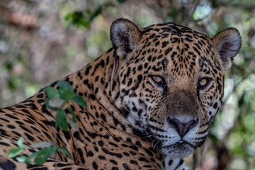 Fototapeta na wymiar Jaguar Head Close Up, Pantanal