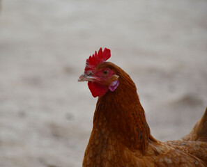 A close-up of a rooster's head and neck