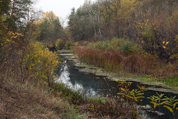 Scenic view of small river in the autumn forest, Ukraine.