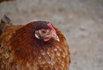 Close up head and neck of a hen, Chicken Head Close-Up
