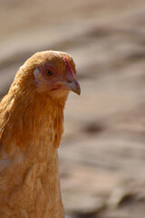 Close up head and neck of a hen, Chicken Head Close-Up