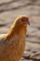 Close up head and neck of a hen, Chicken Head Close-Up