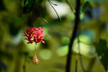 Hibiscus schizopetalus is a species of Hibiscus native to tropical eastern Africa in Kenya, Tanzania and Mozambique. Its common names include Japanese lantern, coral hibiscus, and spider hibiscus.