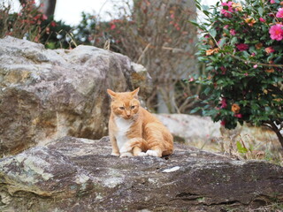 たくましく生きる野良猫