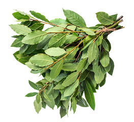 Fototapeta premium Bay leaves isolated on white background, top view. .Twig bay close-up