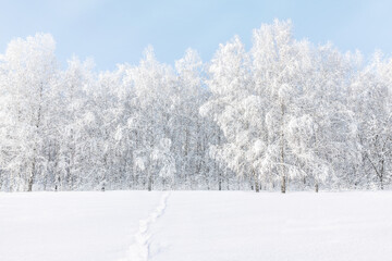 Winter frosty landscape. Birches covered with frost and snow against the blue sky. Footprints in the snowy forest.