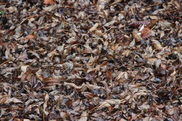 arrière plan de feuilles mortes en hivers