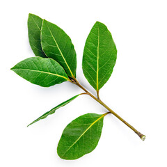 Fototapeta premium Bay leaves isolated on white background, top view. .Twig bay close-up