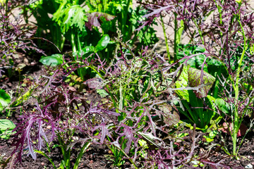 Lettuce plant in the soil at summertime