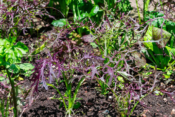 Lettuce plant in the soil at summertime