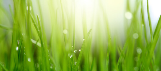 Soft focus blur grass with water drop. Nature horizontal long background.