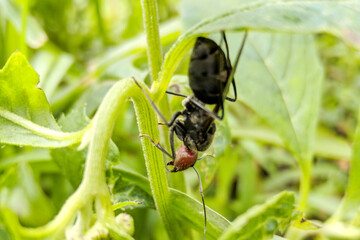 ant on leaf