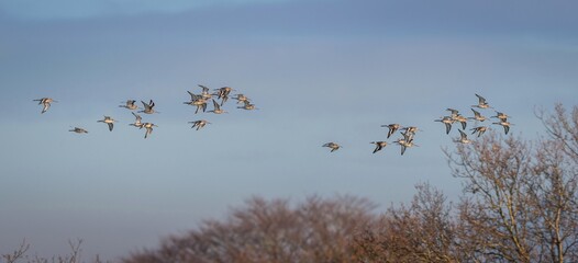 Black-tailed Godwit, Limosa limosa in the flight in environment