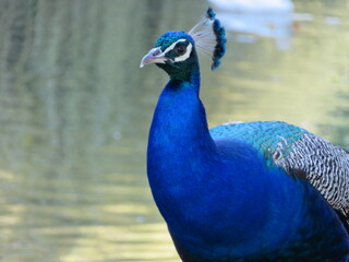 Obraz premium beautiful peacock of fantastic bright colors of long feathers