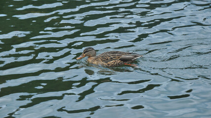 Wild duck swimming on the waters of Lacul Rosu - a lake in Ceahlau Massif, Carpathia, Romania