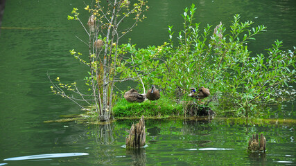 Several ducks resting on an small island in the middle of a green pond. Tree trunks are sticking out of the water luster. The green bushes offers protection to the wild birds. Carpathia, Romania.