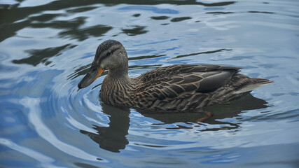 Fototapeta premium Close up of a wild duck swimming on the waters of Lacul Rosu - a lake in Ceahlau Mountains, Carpathia, Romania