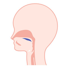 嚥下プロセスのイラスト_口腔期