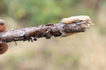 Slug crawls on a stick. Slime crawls on a stick. Closeup