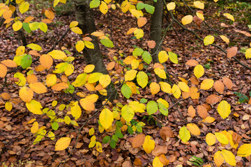 Kolorowe jesienne liście w lesie w Dolina Baryczy w Polsce, piękny kolorowy, złoty las - obrazy, fototapety, plakaty