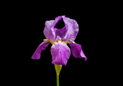 Iris flower isolated on black background, floral wallpaper
