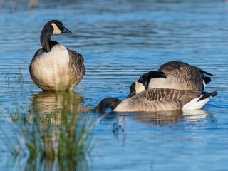 Canada Geese, Canada Goose (Branta canadensis) in environment